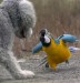 parrot-squarks-dog-bird-angry-12711479970