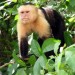 capuchin_costa_rica