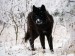 -obrazky.4ever.sk--vlk--cierny--sneh--zima--zvierata-6926271